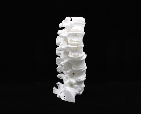 Spinal BioModel Image 6